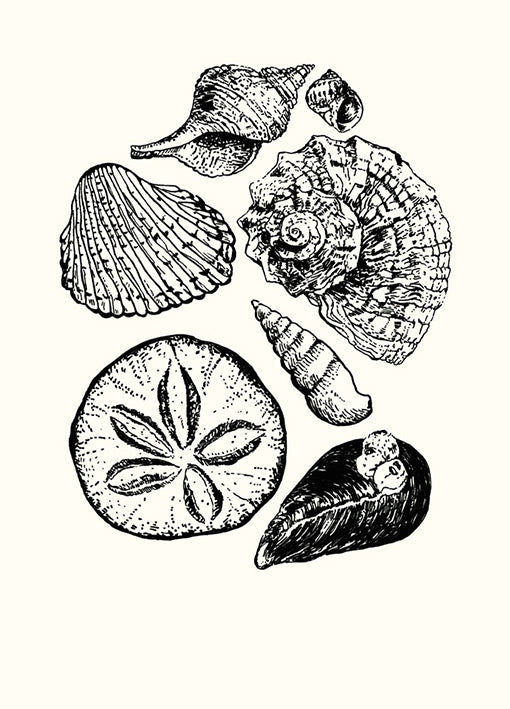 92445 Seashells II, by Lin, available in multiple sizes