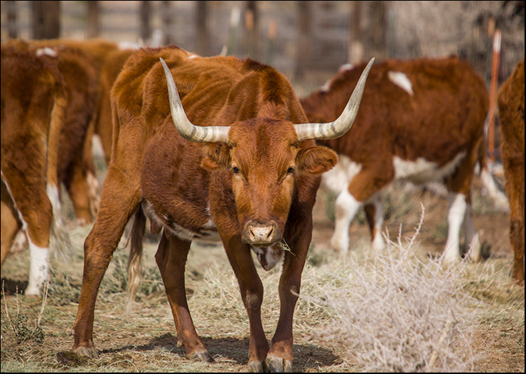 MAT-1113 Longhorns by Aaron Matheson, available in multiple sizes