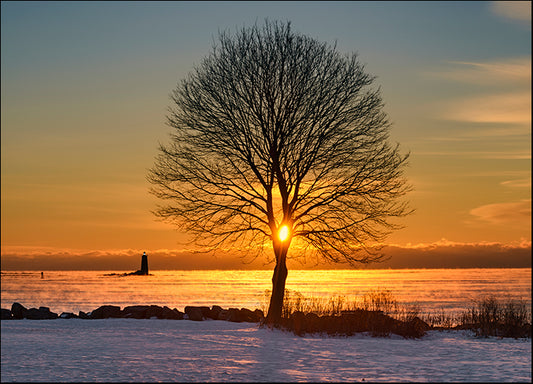 MICBLA140469 Eye of the Tree, by Michael Blanchette Photography, available in multiple sizes
