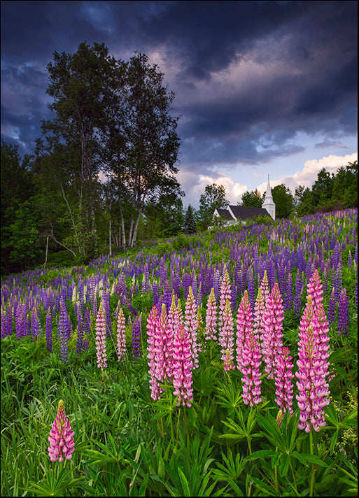 MICBLA140479 Lupines on the Hill, by Michael Blanchette Photography, available in multiple sizes
