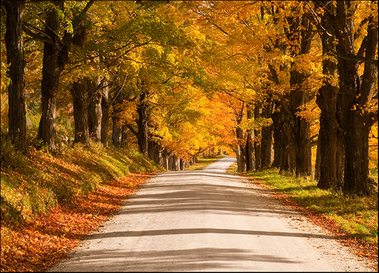 MICBLA140480 Maple Canopy, by Michael Blanchette Photography, available in multiple sizes