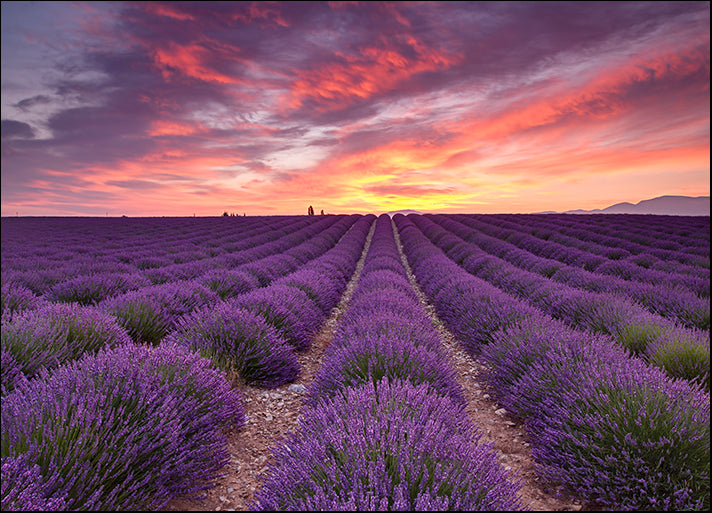 MICBLA140490 Sunrise over Lavender, by Michael Blanchette Photography, available in multiple sizes