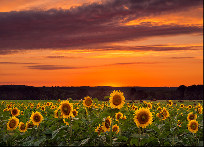 MICBLA140491 Sunset over Sunflowers, by Michael Blanchette Photography, available in multiple sizes