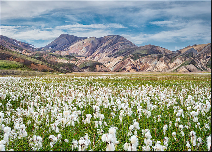 MICBLA141915 Cotton Grass, by Michael Blanchette Photography, available in multiple sizes