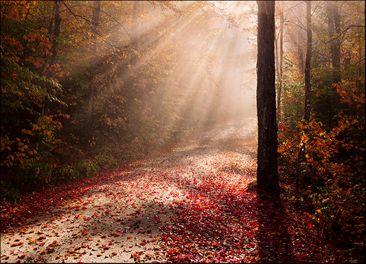 MICBLA141927 Light In The Forest, by Michael Blanchette Photography, available in multiple sizes