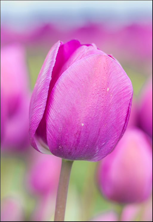 MMC-0655 Magenta Stem by Melissa McClain, available in multiple sizes