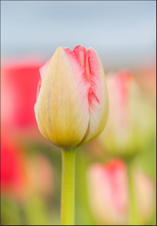 MMC-0656 Two-tone Tulip by Melissa McClain, available in multiple sizes