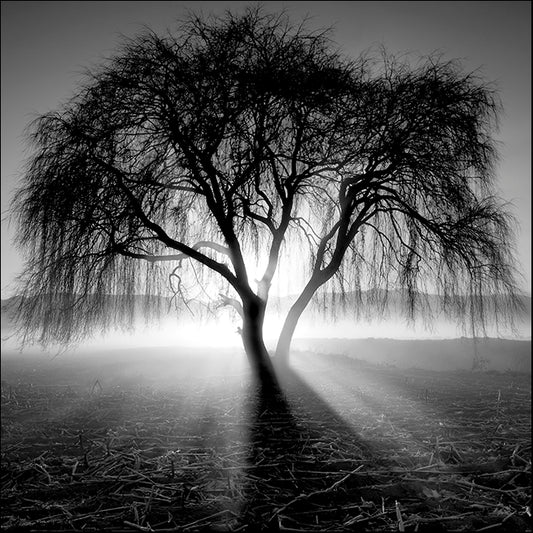 MOILEV110384  Weeping Tree, available in multiple sizes - Chamton