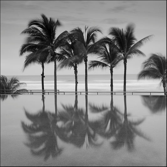 MOILEV121546 Palm Side , available in multiple sizes