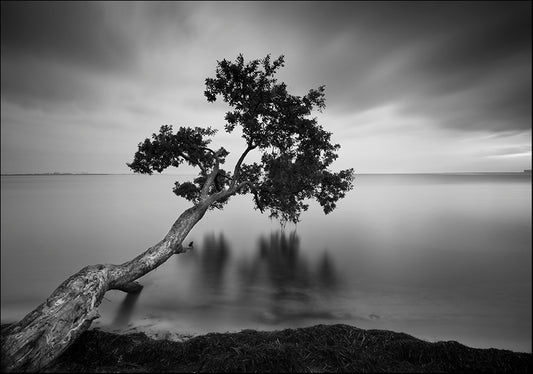 MOILEV126318 Water Tree 11 BW, available in multiple sizes