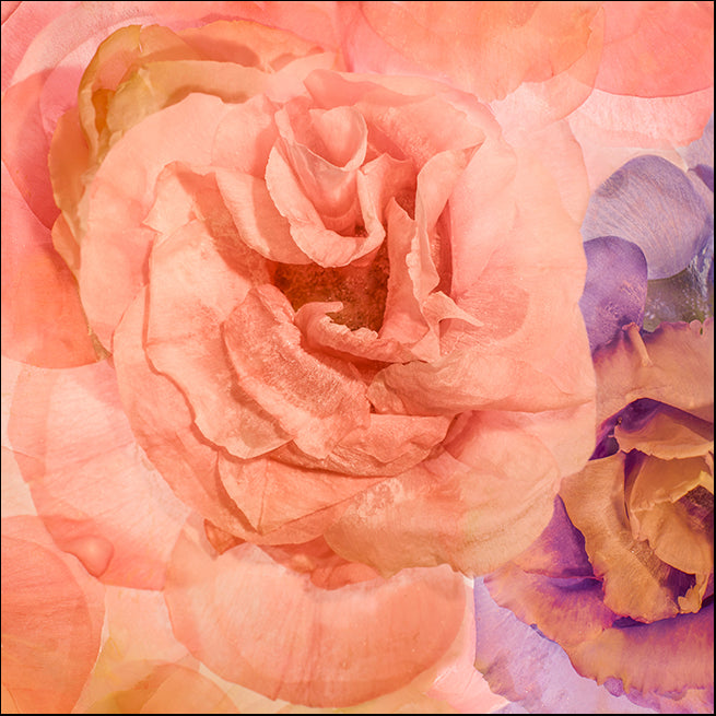 MOILEV130382 Rosa Cuadrada, available in multiple sizes