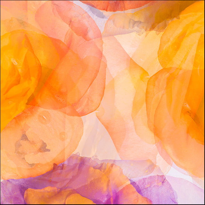 MOILEV130384 Rosas Compo 5 , available in multiple sizes - Chamton