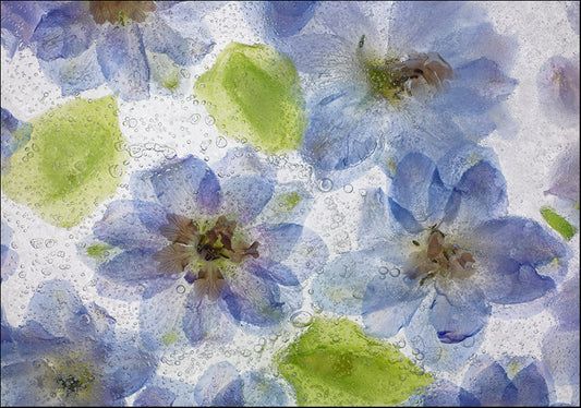 MOILEV132767 Flores Congeladas 1, available in multiple sizes