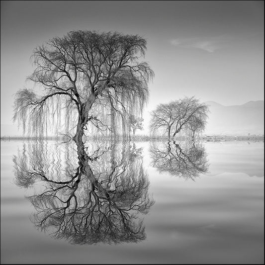 MOILEV139237 Hanging Leaves of Lerma River, available in multiple sizes