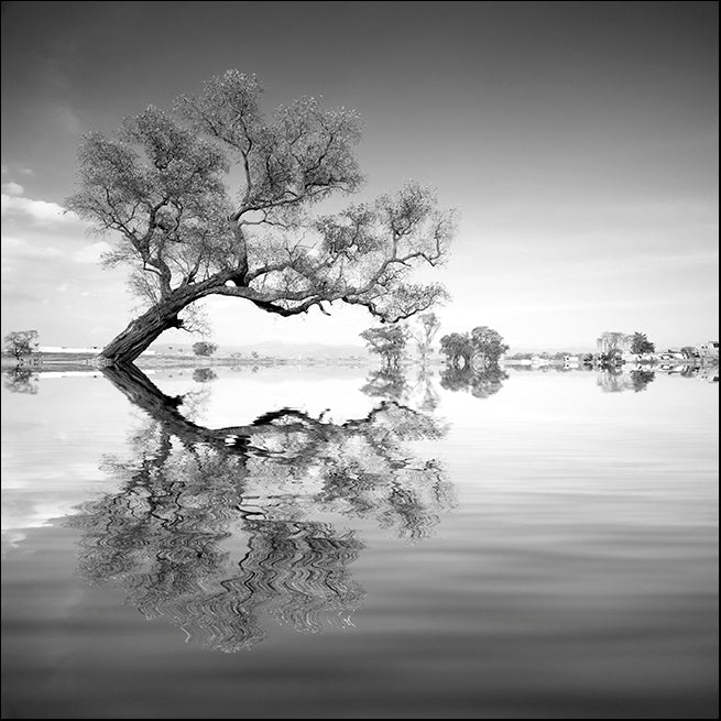 MOILEV139238 Arbol en Agua , available in multiple sizes