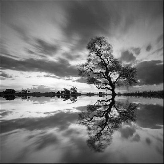 MOILEV139242 Arbol Solitario en Temoaya color Reflect BN, available in multiple sizes - Chamton