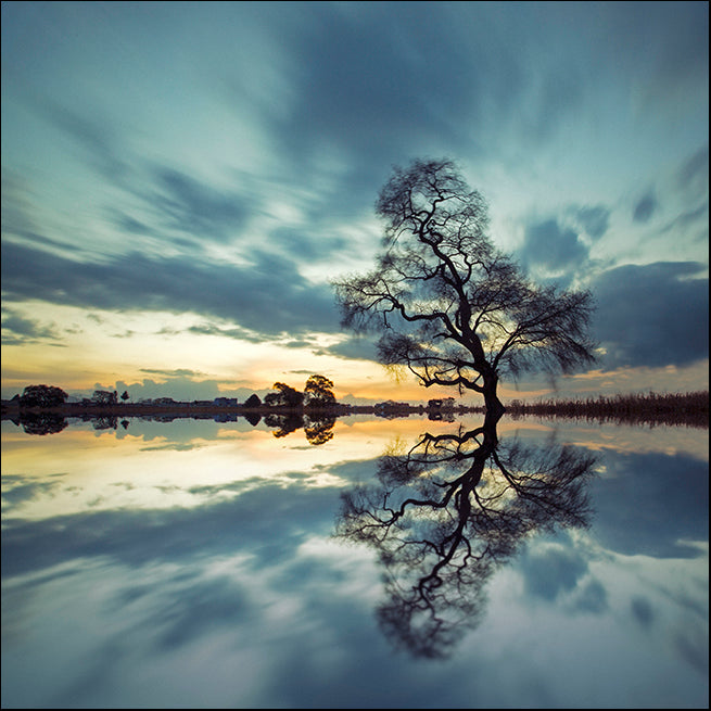 MOILEV139243 Arbol Solitario en Temoaya color Reflect , available in multiple sizes