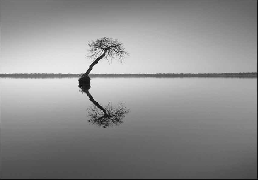 MOILEV143838 Tree at Lake 1, available in multiple sizes