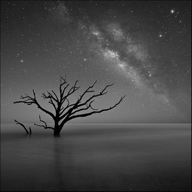 MOILEV145258 Botany Bays Milky Way , available in multiple sizes