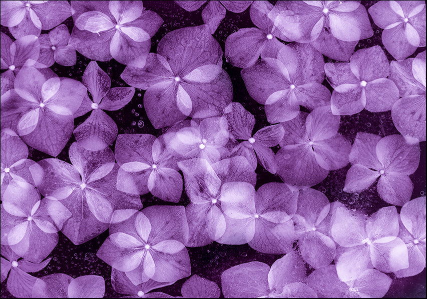 MOILEV145738 Flores Congeladas 200, available in multiple sizes - Chamton