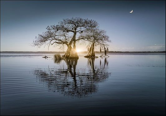 MOILEV150181 Tree Reflection, available in multiple sizes