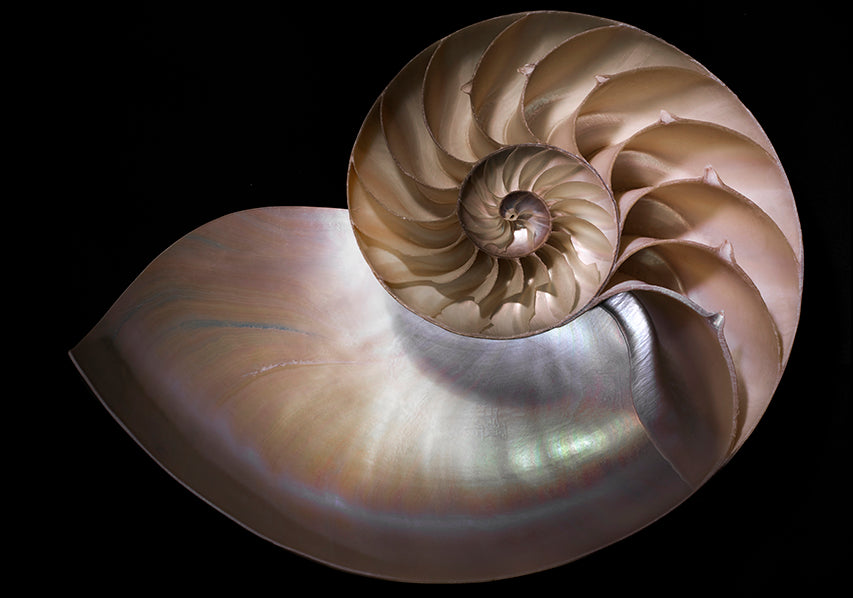 MOILEV154811 Nautilus 3, available in multiple sizes - Chamton