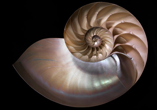 MOILEV154811 Nautilus 3, available in multiple sizes - Chamton