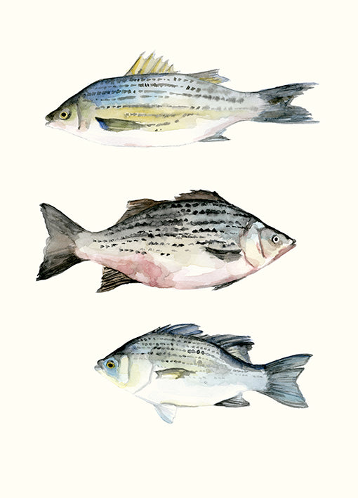 100163 Fish Grouping 2, by Marie, available in multiple sizes