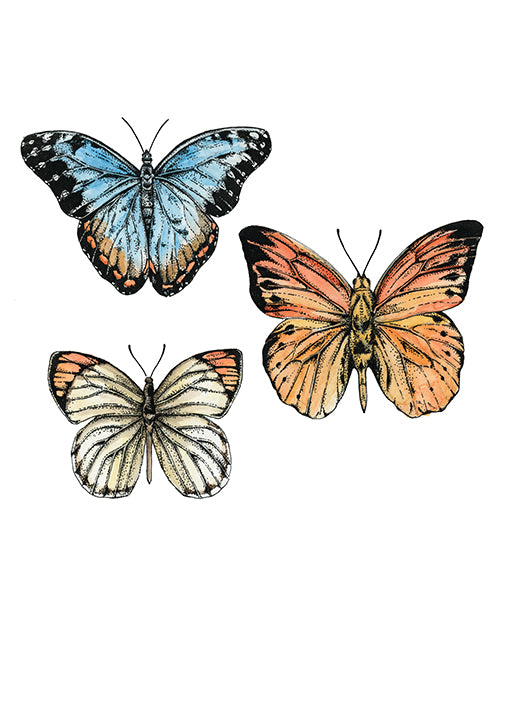 99666 Curiosity Collectables No. 4, by Marie, available in multiple sizes - Chamton