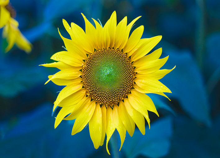 Matias,92987 Sun Flower, by Jason Matias available in multiple sizes