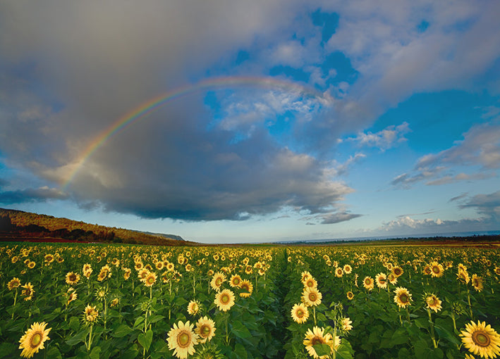 Matias,92996 Sunflower Rainbow, by Jason Matias available in multiple sizes