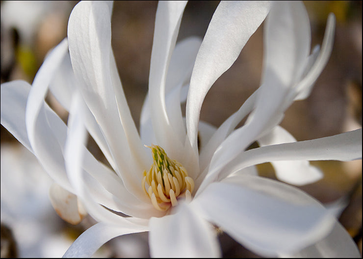 NR118-A Bloom II, available in multiple sizes — Chamton