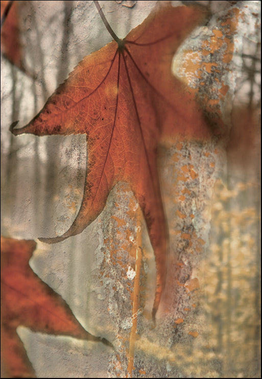 PBRO-125 Autumn Leaf by Jennifer Broussard, available in multiple sizes