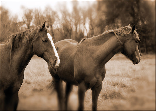 PBRO-134 Delightful Beauty I by Jennifer Broussard, available in multiple sizes