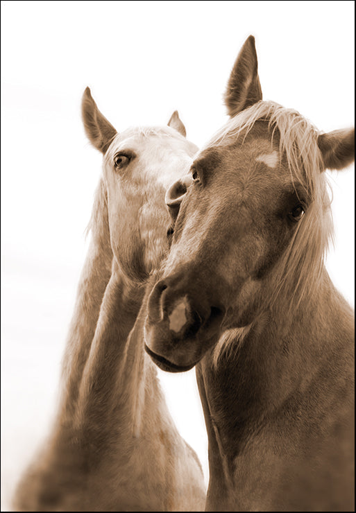 PBRO-135 Delightful Beauty II by Jennifer Broussard, available in multiple sizes