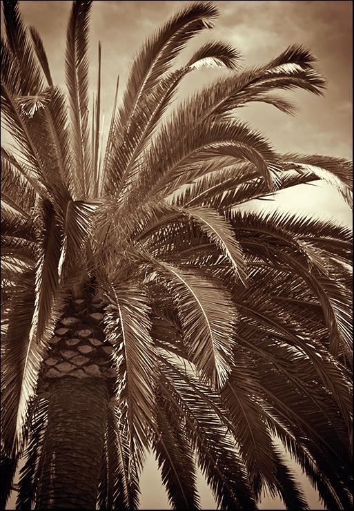 PBRO-140 Whispering Palm by Jennifer Broussard, available in multiple sizes - Chamton