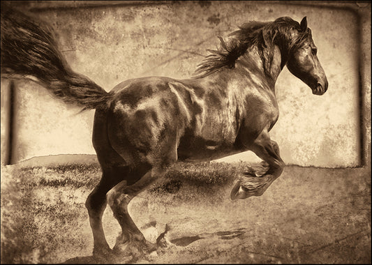 PBRO-141 Free Spirit by Jennifer Broussard, available in multiple sizes