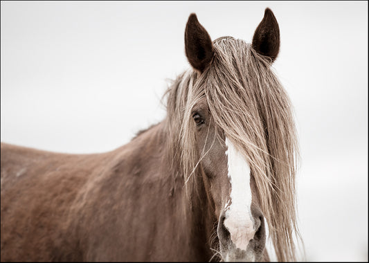 PERL-101 Wild Mane by KaCee Erle, available in multiple sizes