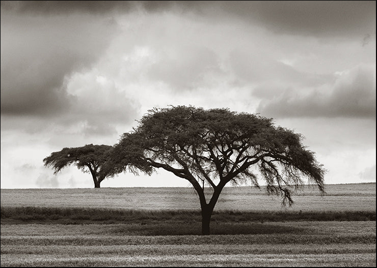 PLOV-102 by Jorge Llovet, available in multiple sizes - Chamton