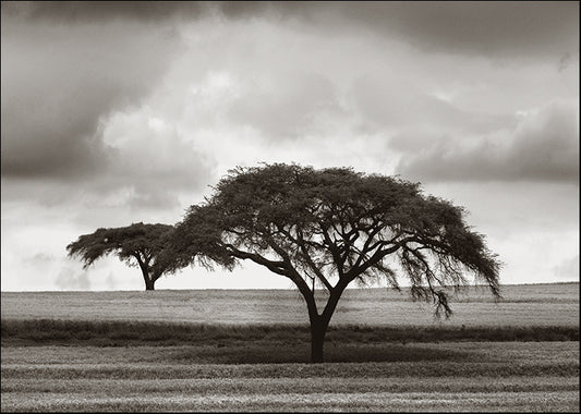 PLOV-102 by Jorge Llovet, available in multiple sizes - Chamton