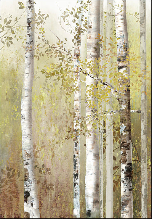 PS068-A Serenity Birch, available in multiple sizes
