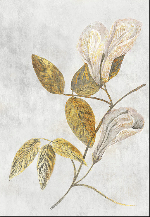 PZ127-A Butterfly Pea, available in multiple sizes