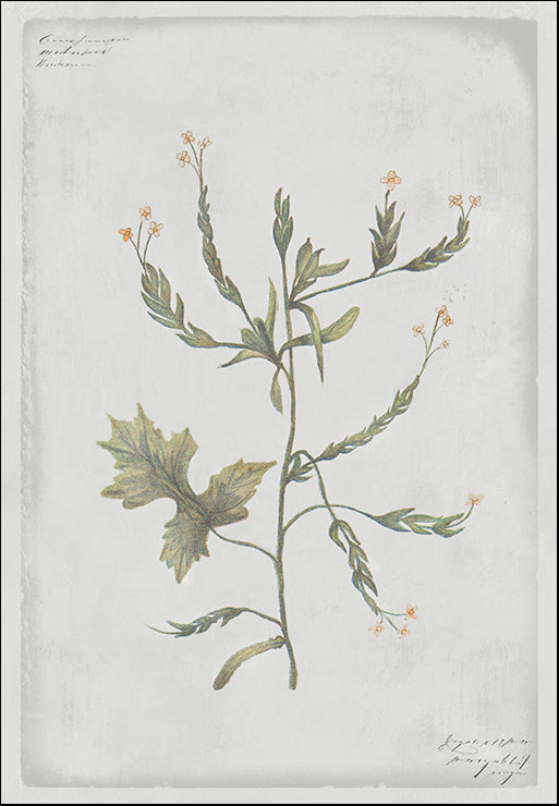 PZ130-A Hedge Mustard, available in multiple sizes