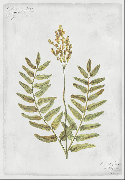 PZ134-A Flowering Fern, available in multiple sizes