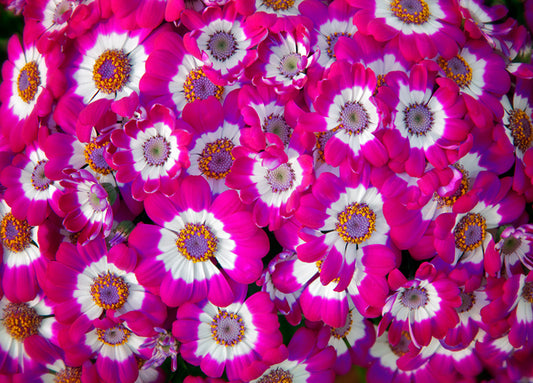 82900 Nature Series 900, by PhotoDF, available in multiple sizes - Chamton