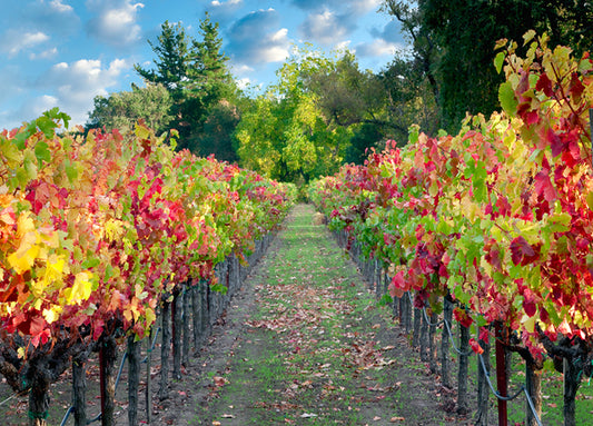 85613 Path, by PhotoDF, available in multiple sizes - Chamton