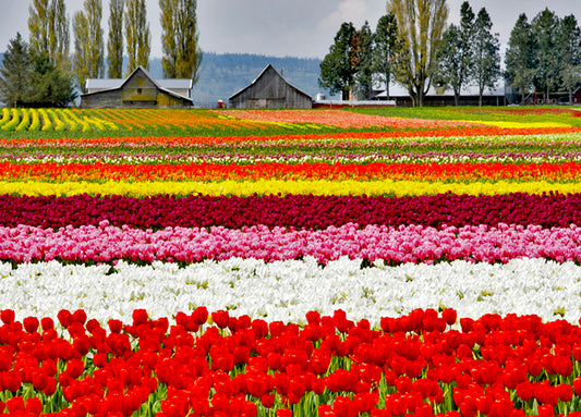 85619 Tulips 1, by PhotoDF, available in multiple sizes