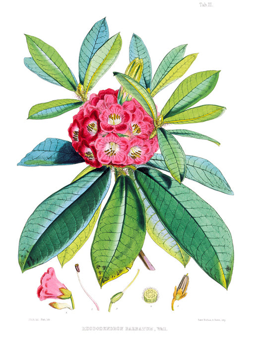 81402 Rhodedendrum Barbatum, by Porter, available in multiple sizes
