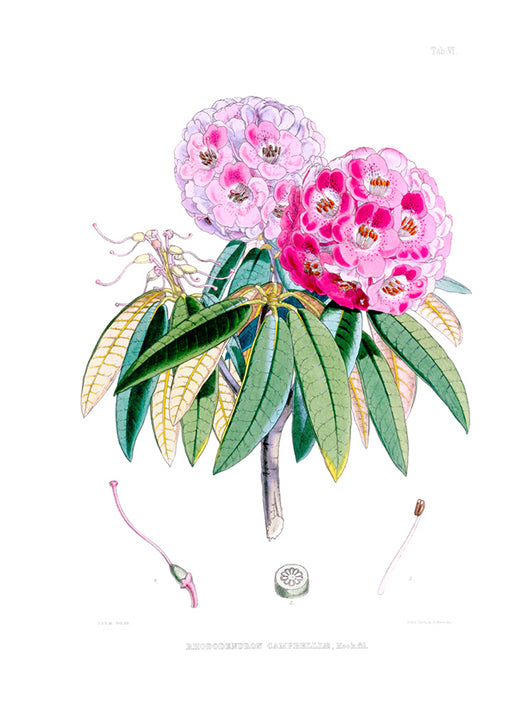81403 Rhodedendrum Campbelliae, by Porter, available in multiple sizes