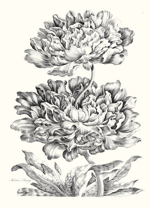 Porter,81412 Heroic Peony, by Porter Design, available in multiple sizes